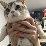 茁壮的口木口木