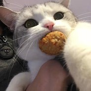 十只橘猫九个胖