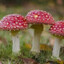 Amanita