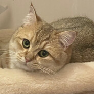 Лео Карсарович