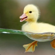 Dankest duck