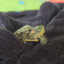 La tortuga
