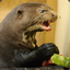Salty Otter