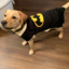 BATMAN_PEEK - dog