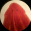 Planaria