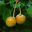 Ginkgo Biloba