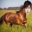 Lee Min-Horse