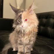 只有我是不死鸟