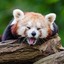 Red Panda