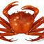 contaminant crab
