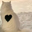 cute cat