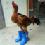 Chicken with boots