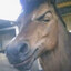 grimoireCompiler