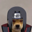 Doggy Uchiha