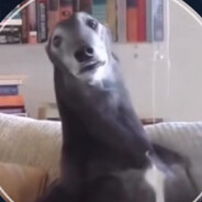 опорник точки G