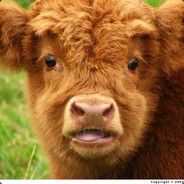 FluffyCow