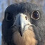 Firm Bird