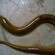 带血的黄鳝