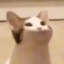 ¿Hola?
