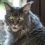 moggy not moogy