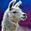 LLama