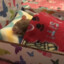 Sleeping Rat