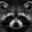 A Smart Raccoon