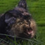 Heilcat