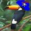 Captain Tucan