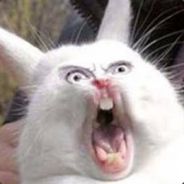 BabyBunnycake