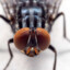 TheFly