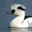 Smew.