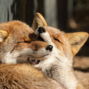 被大调查狠狠查出大量避税