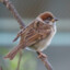 sparrow