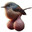 Burd