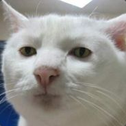 premi - steam id 76561197961394251