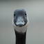 GooseSpringsteen