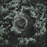 Weiße Rose
