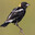 Bobolink