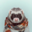 Ferret