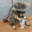 Rabid Trash Panda
