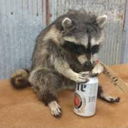 Rabid Trash Panda