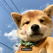 狗蛋儿的幸福生活