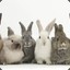 BundleOfBunnies