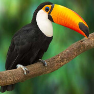 BLACKHUDINI
