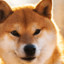 Shiba