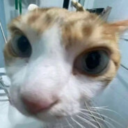 Маленькие Котики