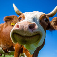 霍金萝莉岛第一突破手