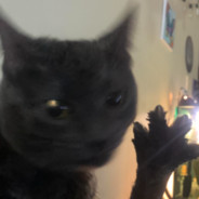 MeineKatzeisteineLederratte