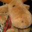 Rabid Moose